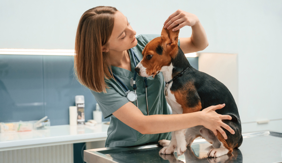 Parasitas externos e doenças transmitidas por vetores: a importância da prevenção contínua
