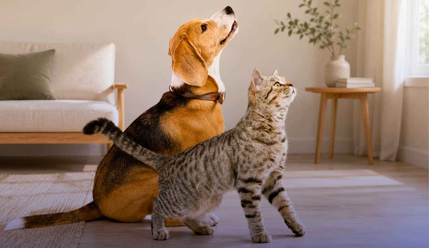 Stress térmico e ondas de calor: desafios crescentes para a saúde dos animais de companhia