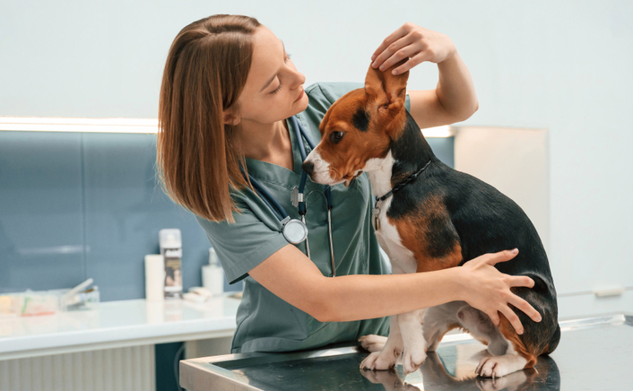 Parasitas externos e doenças transmitidas por vetores: a importância da prevenção contínua