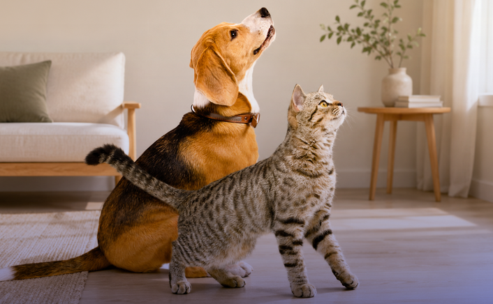Stress térmico e ondas de calor: desafios crescentes para a saúde dos animais de companhia