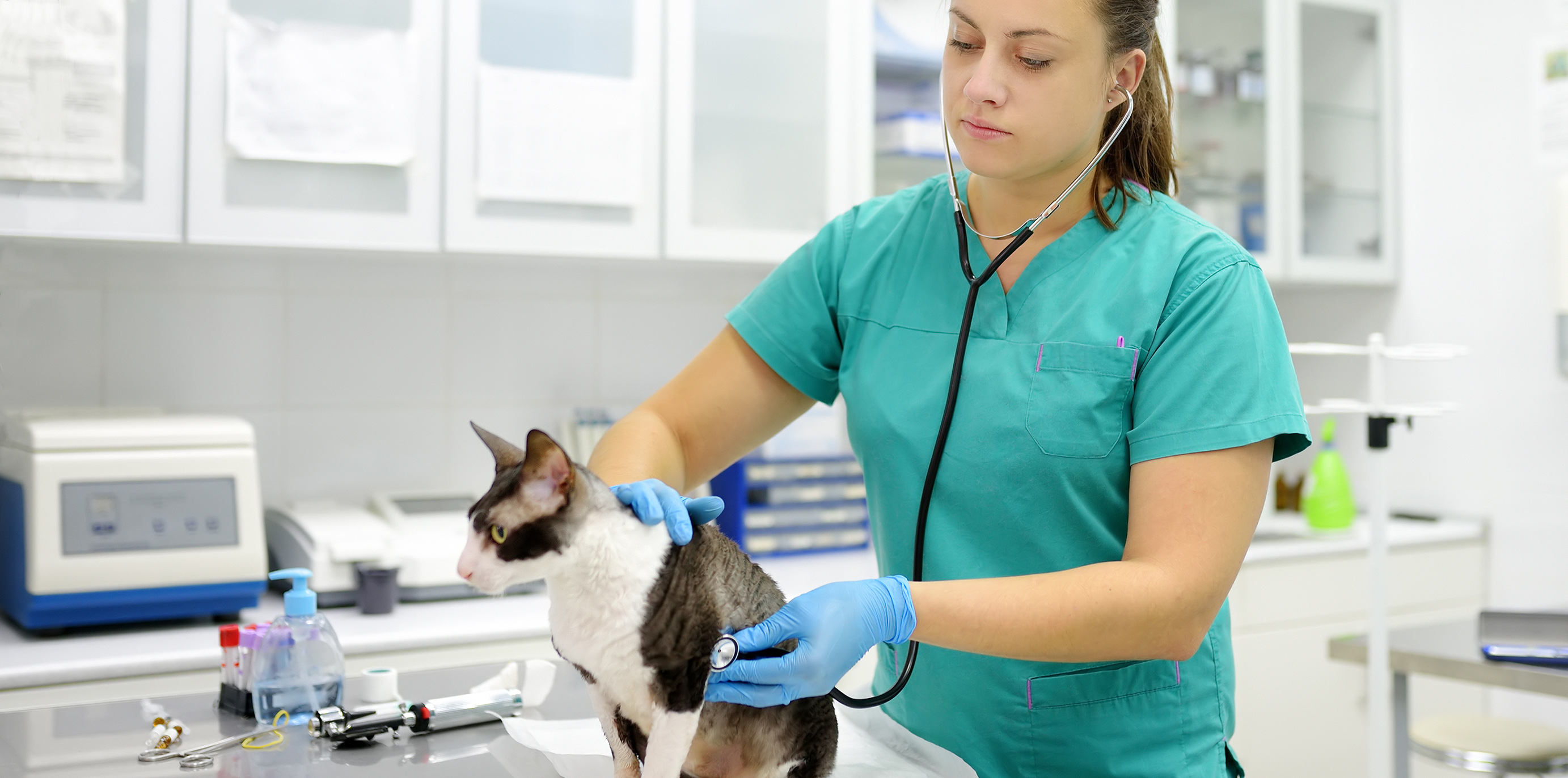 CONSUMÍVEIS E UTENSÍLIOS VETERINÁRIOS